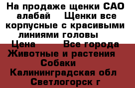 На продаже щенки САО (алабай ). Щенки все корпусные с красивыми линиями головы . › Цена ­ 30 - Все города Животные и растения » Собаки   . Калининградская обл.,Светлогорск г.